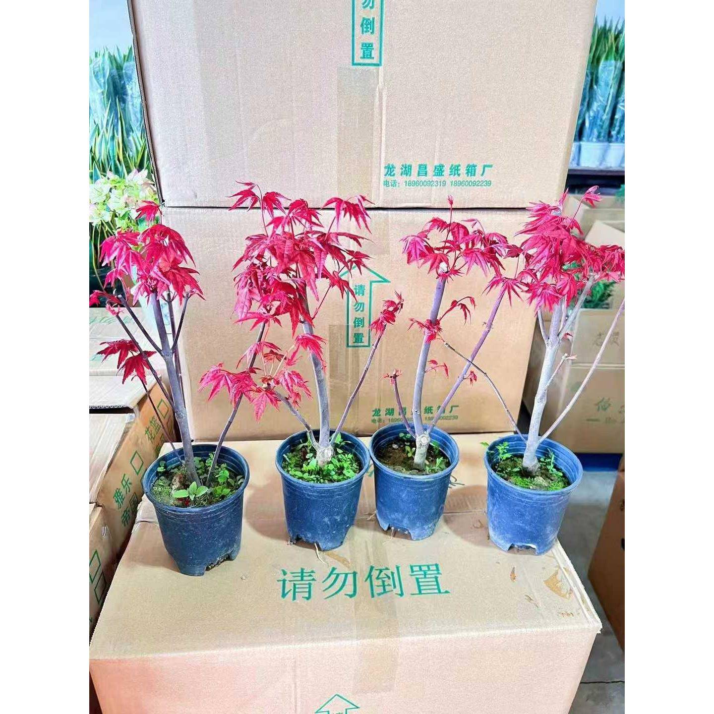 基地直供 网红绿植盆栽 盆栽花卉 居家绿植花卉 0.35加仑盆红枫