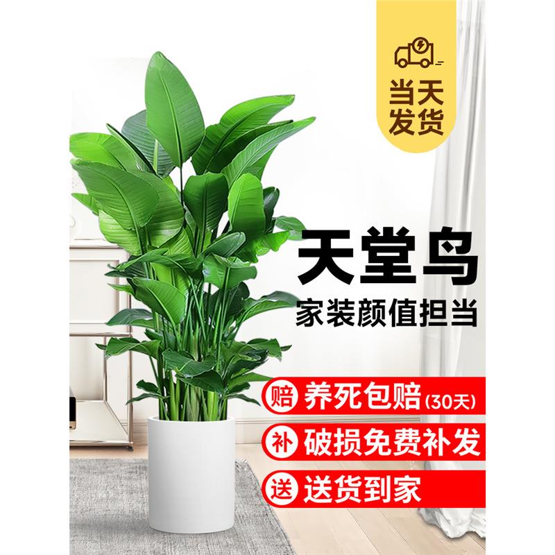 天堂鸟盆栽室内客厅大型绿植办公室大叶植物花卉鹤望兰去甲醛新房
