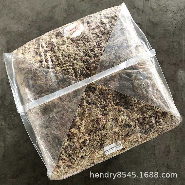 智利5星白草 干水苔 干苔藓 水草 爬虫 兰花 微景观 食虫植物用