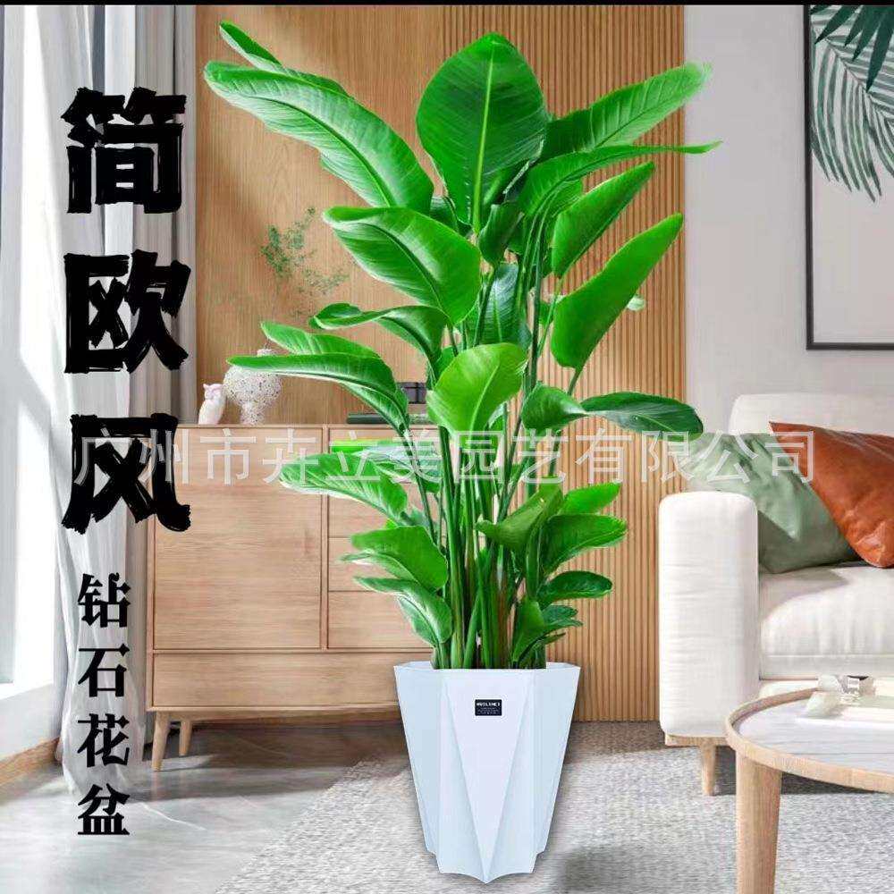 卉立美厂家塑料花盆客厅落地摆件装饰大型绿植散尾葵钻石花盆