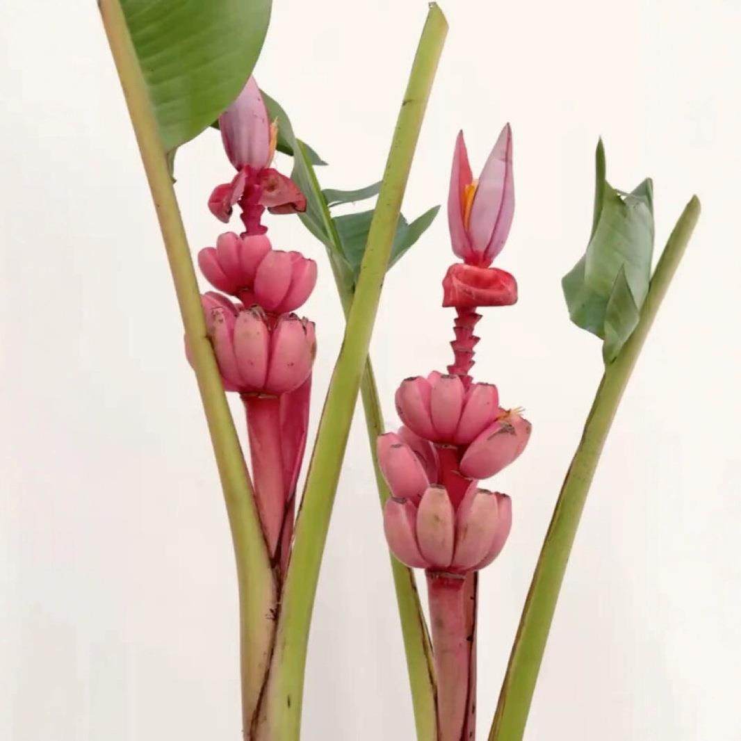 超稀有小众粉色香蕉切花珍稀独特观赏花卉家居装饰新宠不焦虑,电子元器件市场,其它元器件,淘宝优惠券,粉丝福利购,淘宝优惠卷