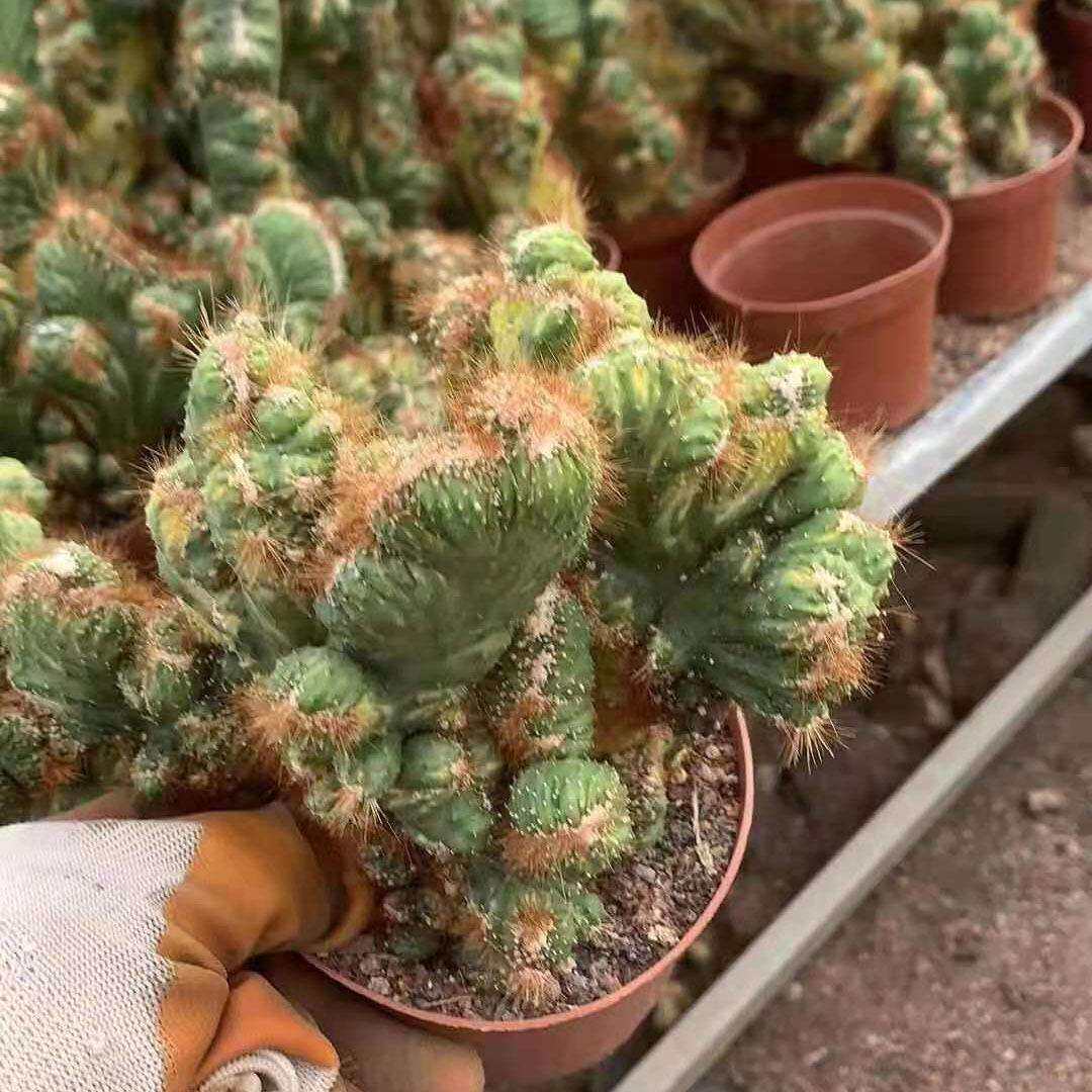 【基地直供】多肉植物花卉 小盆栽花卉绿植仙人球 彩色山影