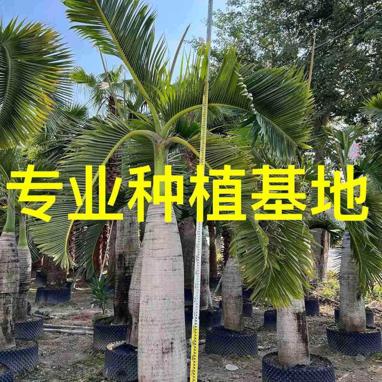福建酒瓶椰子价格 酒瓶椰子树 酒瓶椰子报价 酒瓶椰子基地