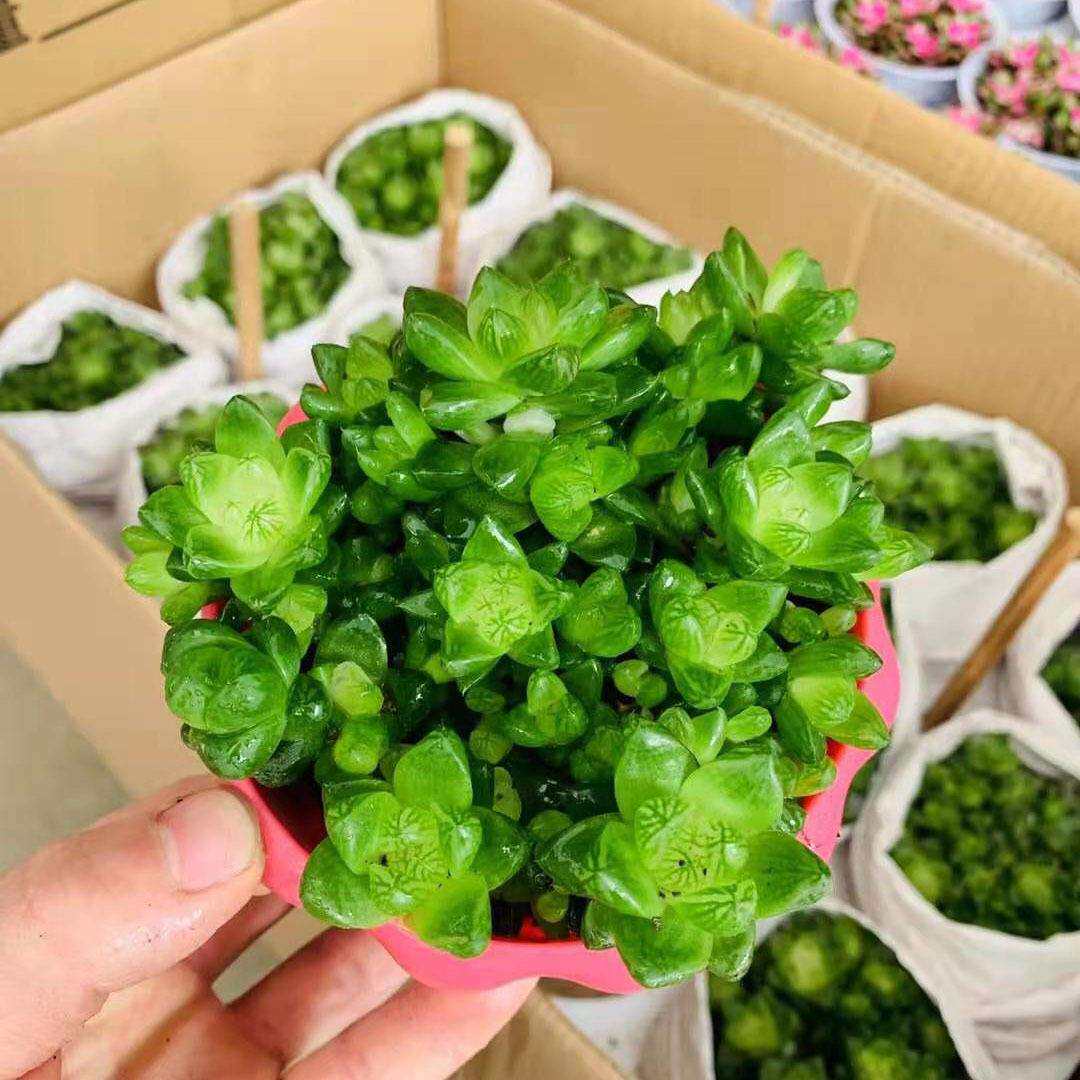 【基地直供】 多肉植物盆栽 观肉植物室内小盆栽花卉 玉露群