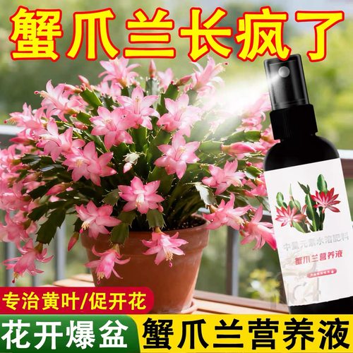 蟹爪兰营养液蟹爪兰专用肥营养液急救发蔫软烂黄叶壮根液体肥