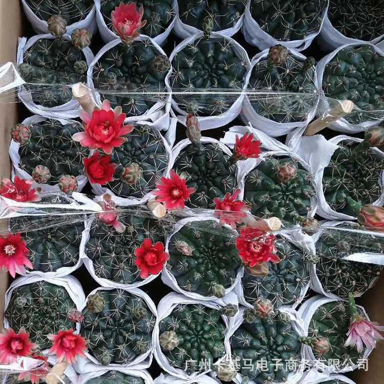 基地直批|各种会开花仙人球菲花玉锦混色多肉小盆栽出口盆栽