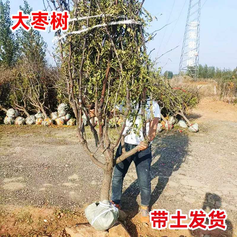 一件代发枣树活苗带土特大南方北方盆地庭院耐寒当年结果金丝冬枣