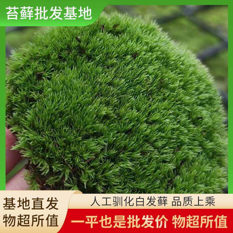 人工驯化白发藓生态瓶微景观盆栽装饰鲜活驯化青苔白发藓