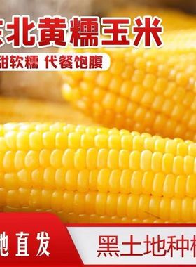 【速抢!到手10棒】正宗东北糯玉米真空黏糯玉米大棒甜玉米代餐-N