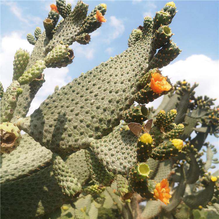 柱状念珠掌鱼鳞仙人掌盆栽 高度1米景观多肉植物墨西哥仙人掌餐厅