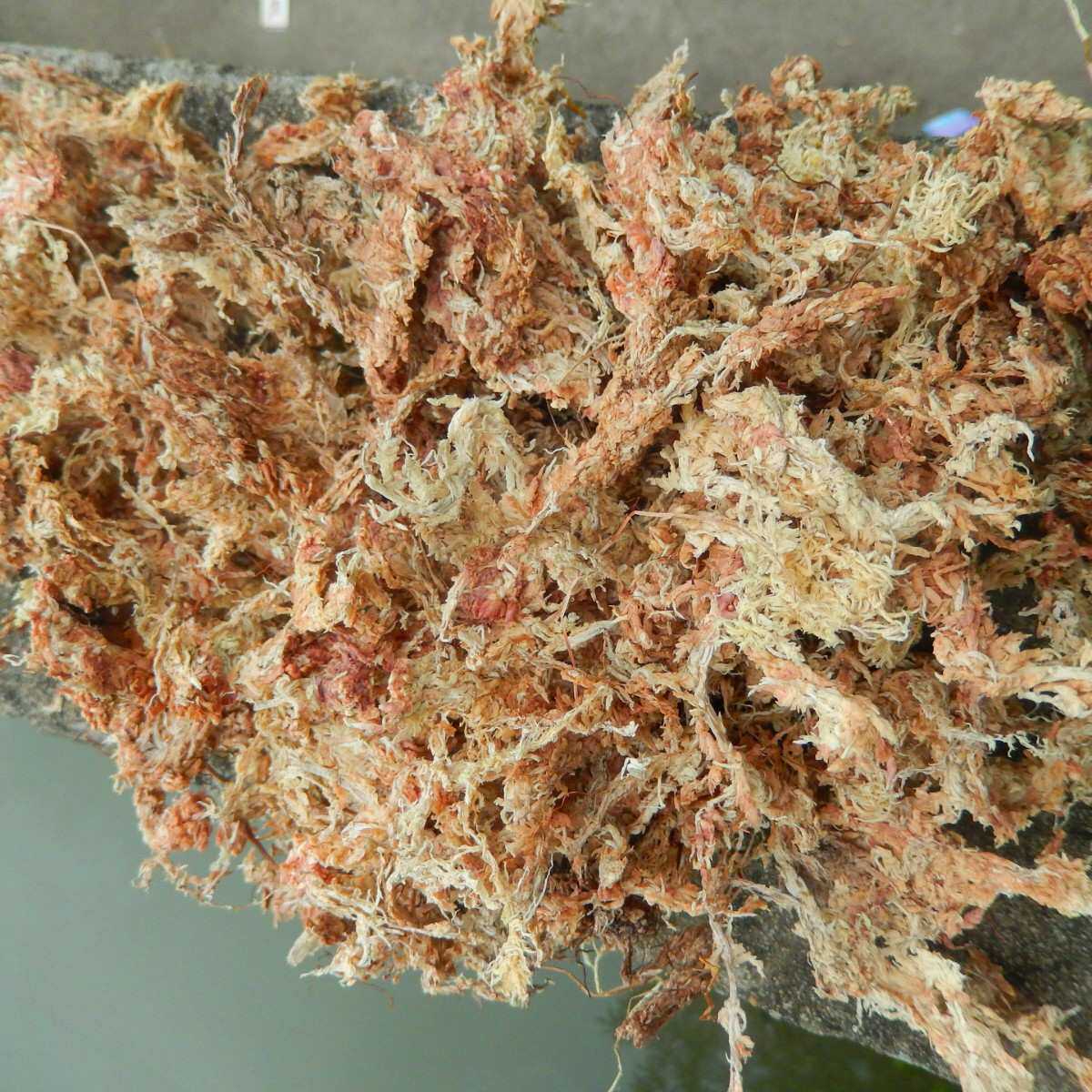 5星白草,干水苔干苔藓水草兰花爬虫微景观食虫用