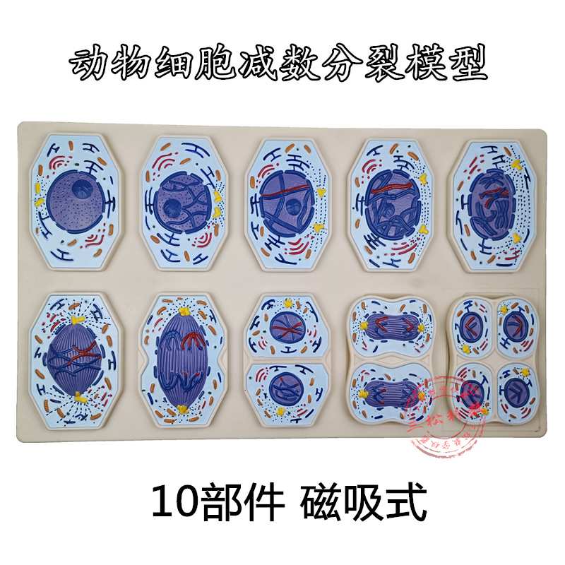 动物细胞减数分裂模型10部件 生物遗传学染色体减数分裂 动物细胞
