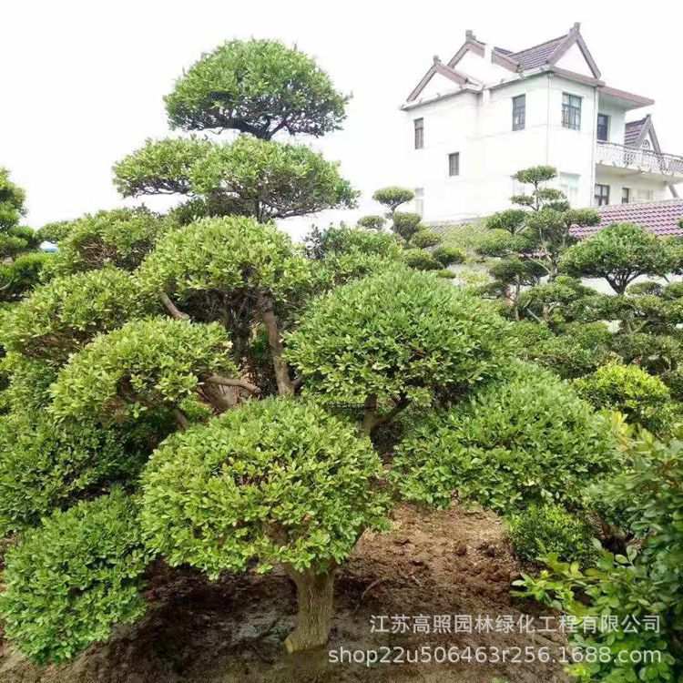树桩9公分粗庭院黄杨树 绿色系黄杨盆景桩 露地春色叶绿植