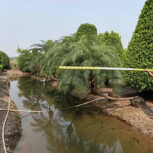 2206供应 弯杆 斜飘 造型 美丽针葵 临水式 热带雨林风格 棕榈类