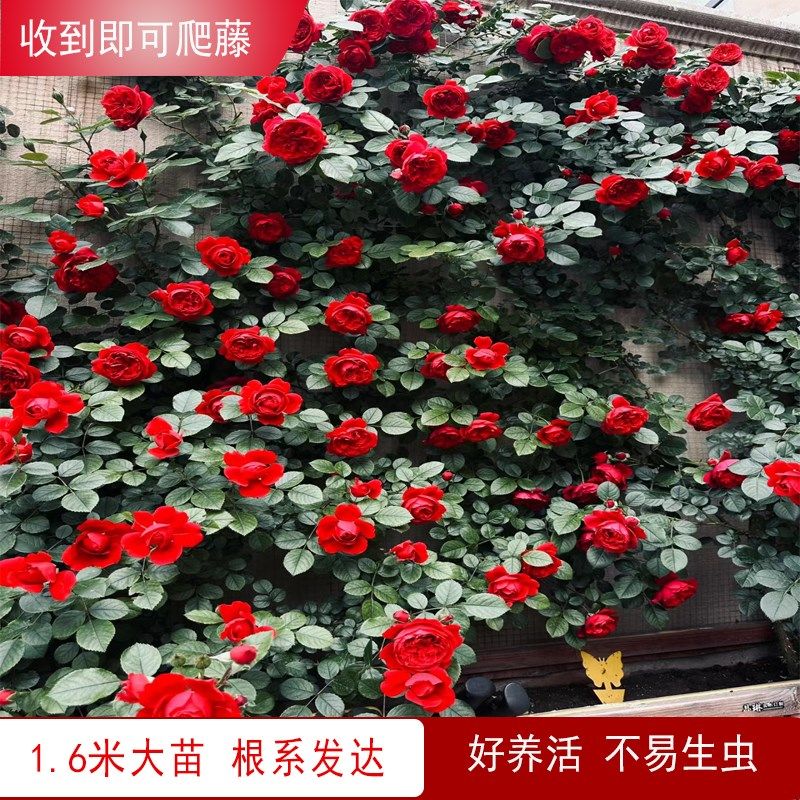 1米8母系大季月苗蔷薇花藤本欧月阳台庭院爬藤四物花卉植季开花