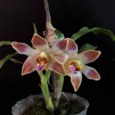 绿植盆栽兰花洋兰吉西兰黎明海Chysis limminghei