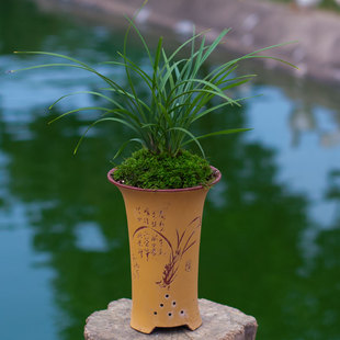 闽丰兰花名贵春兰老八种小打梅浓香细叶兰花不带花苞室内盆栽花卉