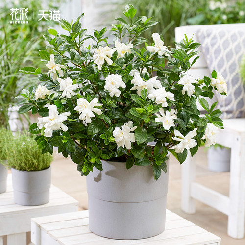 花彩栀子花盆栽苗阳台窗台室内外开花四季常绿花卉大叶栀子花树苗