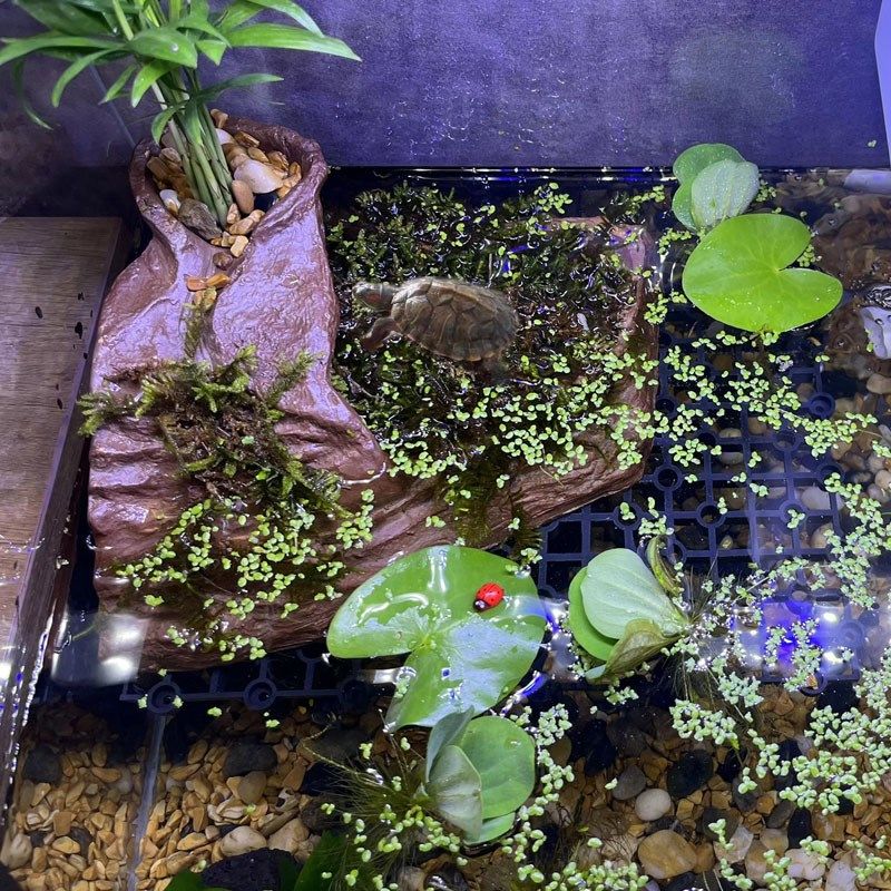 乌龟晒台爬坡石爬虫虾龟窝黄缘龟躲避洞食盆乌龟缸仿天然石头龟穴,宠物/宠物食品及用品,造景/装饰,淘宝优惠券,粉丝福利购,淘宝优惠卷