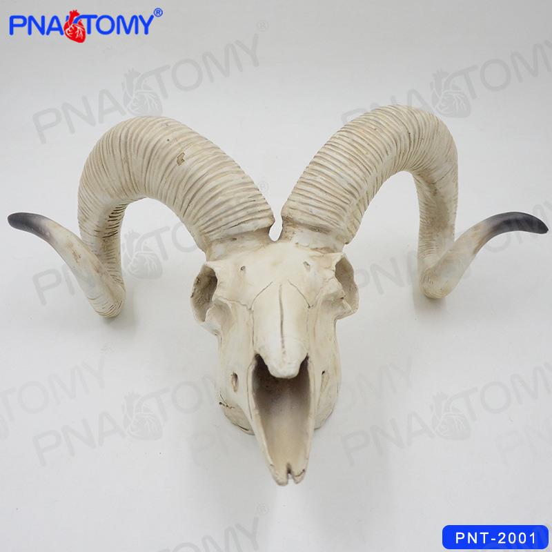 1:1仿真动物骷髅头骨模型树脂羊头颅骨美术艺用素描绘画装饰摆件