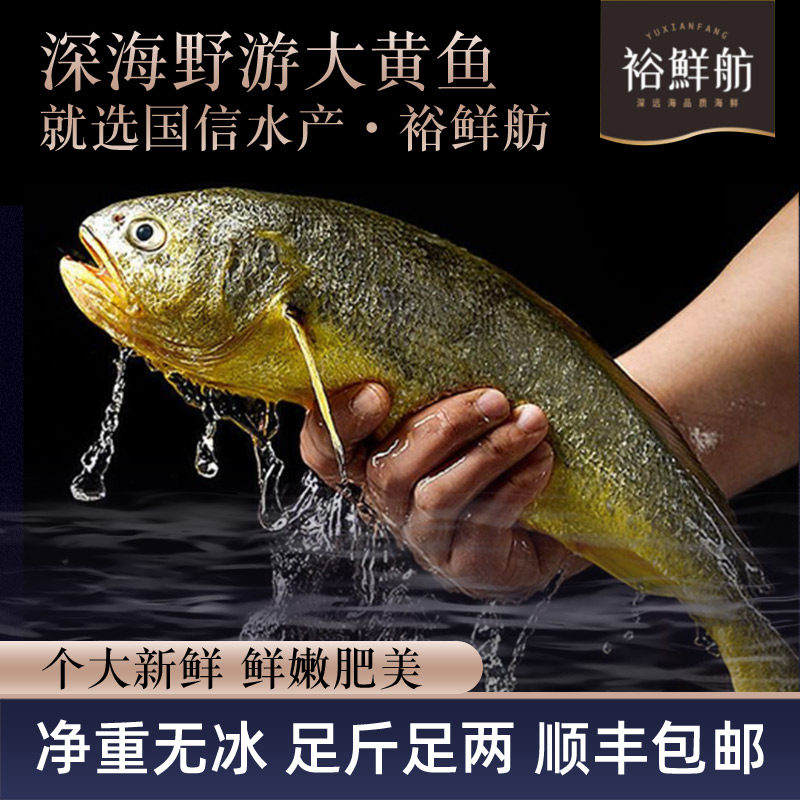 深海野游大黄鱼裕鲜舫青岛新鲜肥美足斤足两净重无冰顺丰包邮