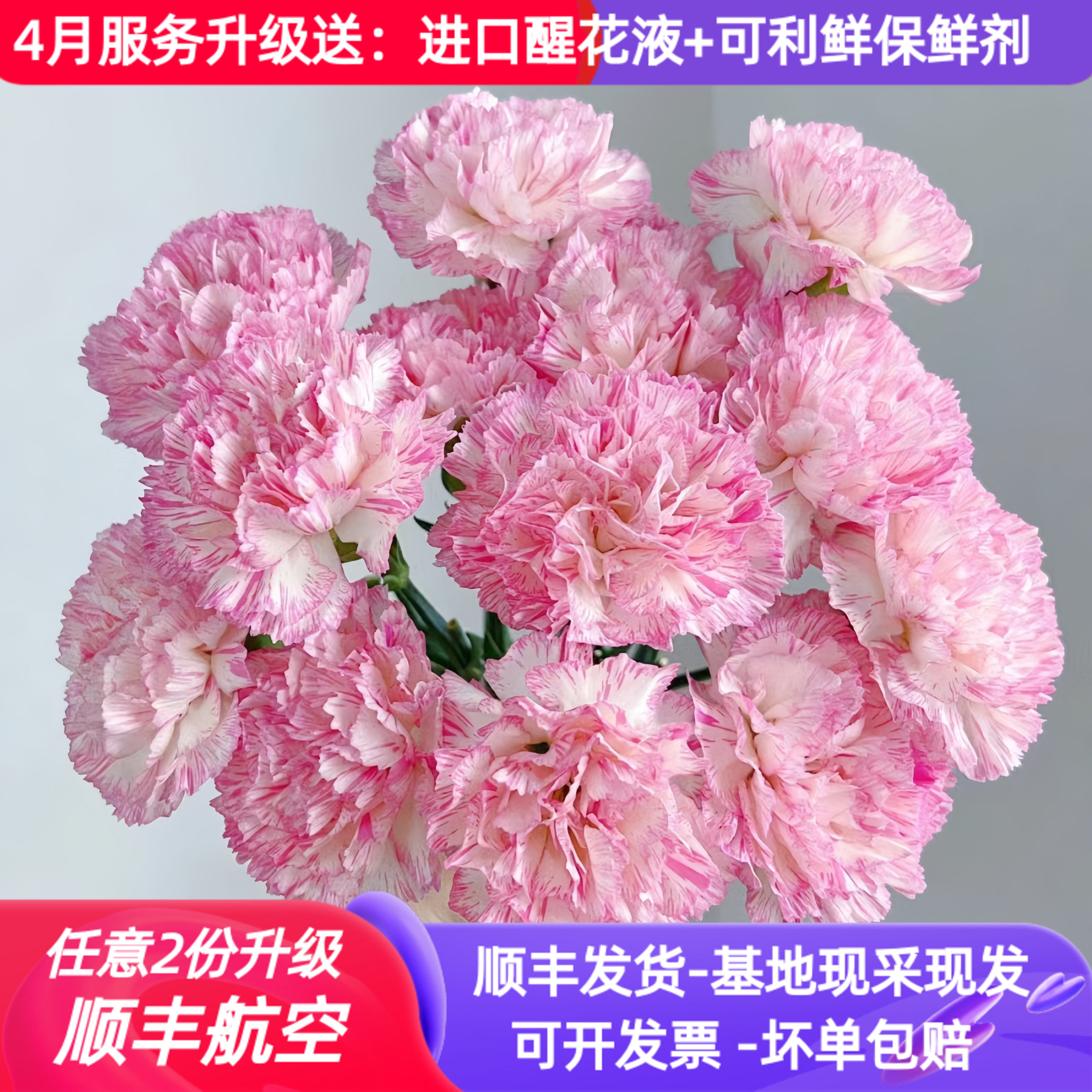 稀有单头康乃馨鲜花欢乐时光云南鲜花基地斗南直发家用水培花束