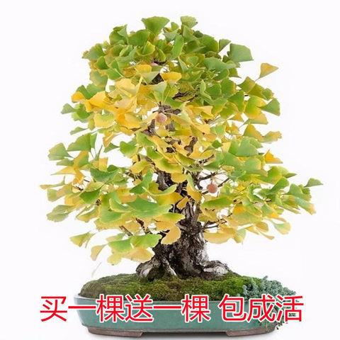绿植室内二盆景盆栽买银杏树好养矮霸造型绿植一发花卉办公桌
