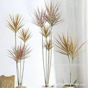 大小七彩铁千年木北欧盆栽三色龙血树客厅室内好养好看观叶绿植