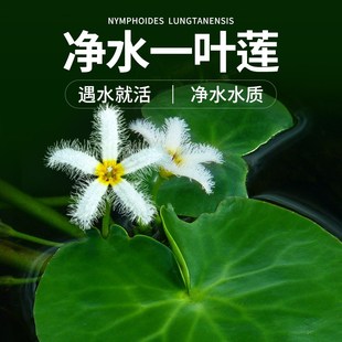 鱼缸专用一叶莲水培水草浮萍水草植物水芙蓉水上植物真草和鱼共养