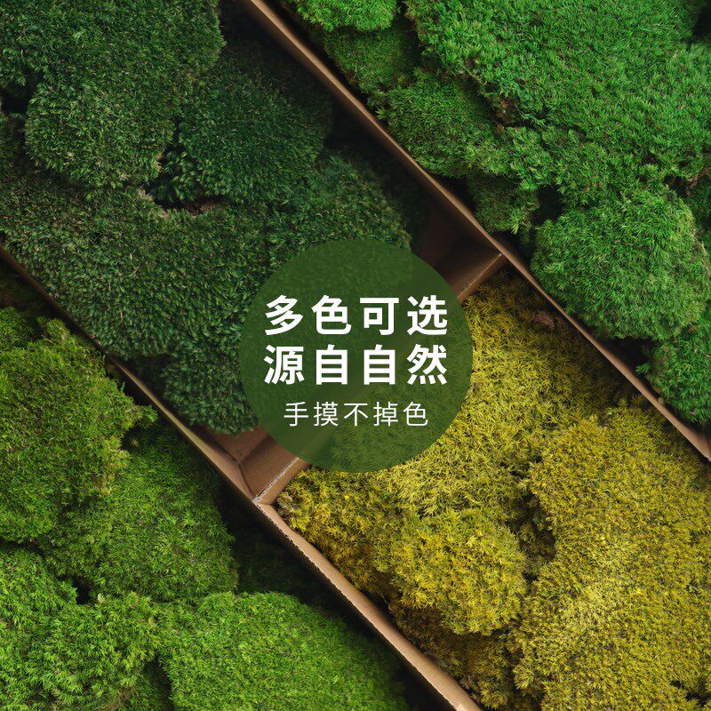永生花苔d藓iy花盒玻璃罩手工装饰保鲜花多色背植墙绿景墙微景观