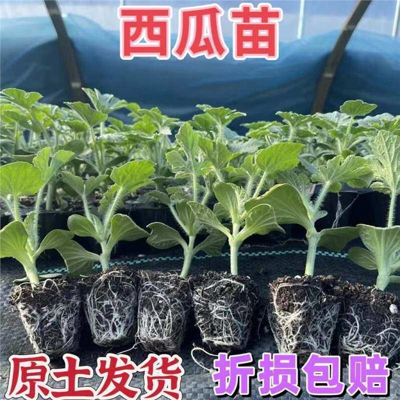【下单立减50】西瓜苗8424麒麟超甜无籽西瓜秧苗盆栽地栽种植ZP