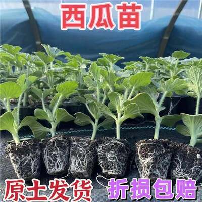 【下单立减50】西瓜苗8424麒麟超甜无籽西瓜秧苗盆栽地栽种植ZP
