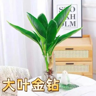 【下单立减50】大叶金钻水培绿植盆栽绿公主阳台室内好养客厅XJ