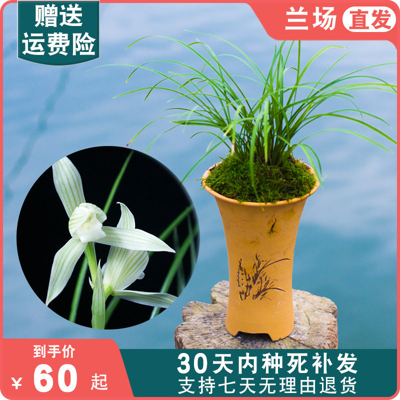 兰花植栽盆物莲瓣兰小雪素名花细叶兰贵苗兰草带花苞好养