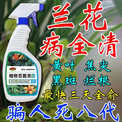 兰花黑杀病发用斑菌药治黄叶焦尖叶子专黄肥料烂根枯枝黑腐营养液