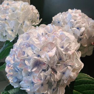 Yoyo花花世界稀有油画莫奈绣球鲜花家庭花瓶花艺插花