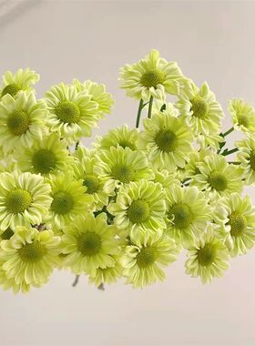 鲜花抹茶小雏菊小邹菊云南昆明斗南基地直发新鲜水养插花花束真花