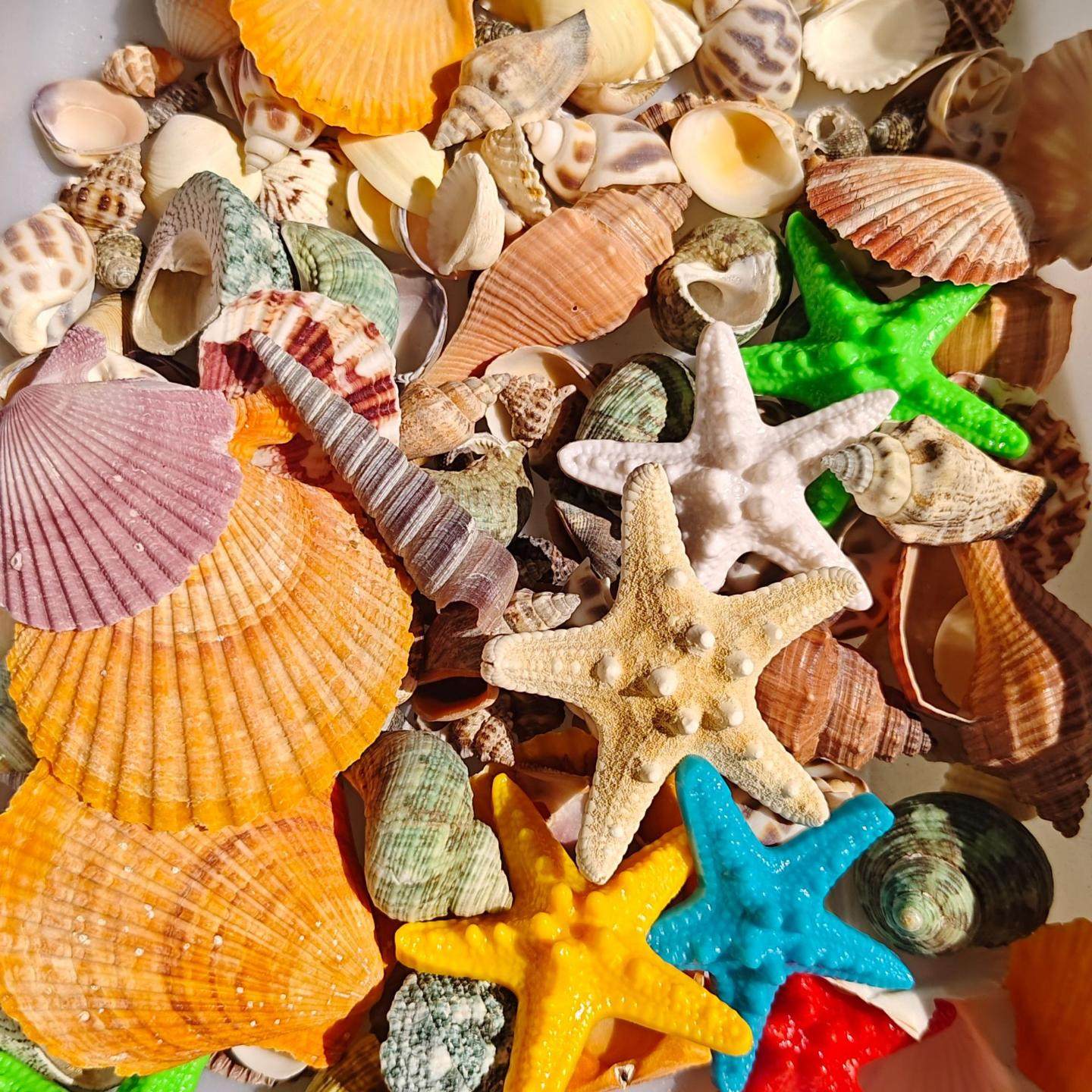 鱼缸天然贝壳海螺海星创意造景珊瑚卷贝鱼水族箱寄居蟹装饰品套餐