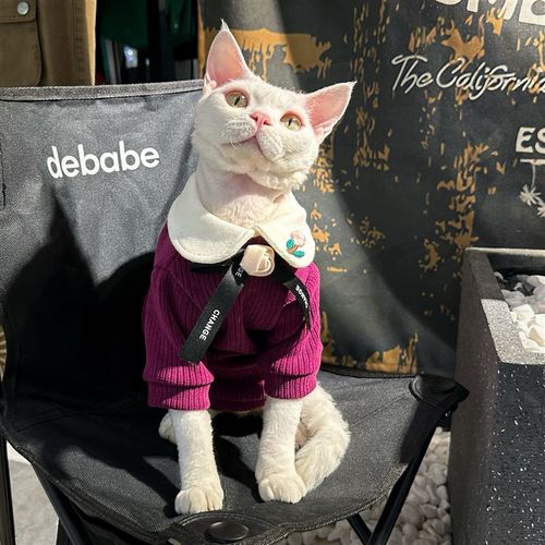 YH 花季少女 豆蔻紫莓 雪尼尔绒 无毛猫衣服德文冬天保暖加厚