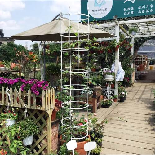 花架爬藤架月季花盆支撑支架柱形架子蓝雪花蟹爪兰藤架固定攀爬杆