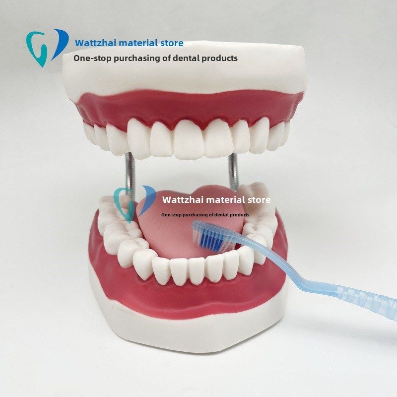 牙科口腔6 6倍放大舌牙刷牙模型幼儿园幼儿教学刷牙模型