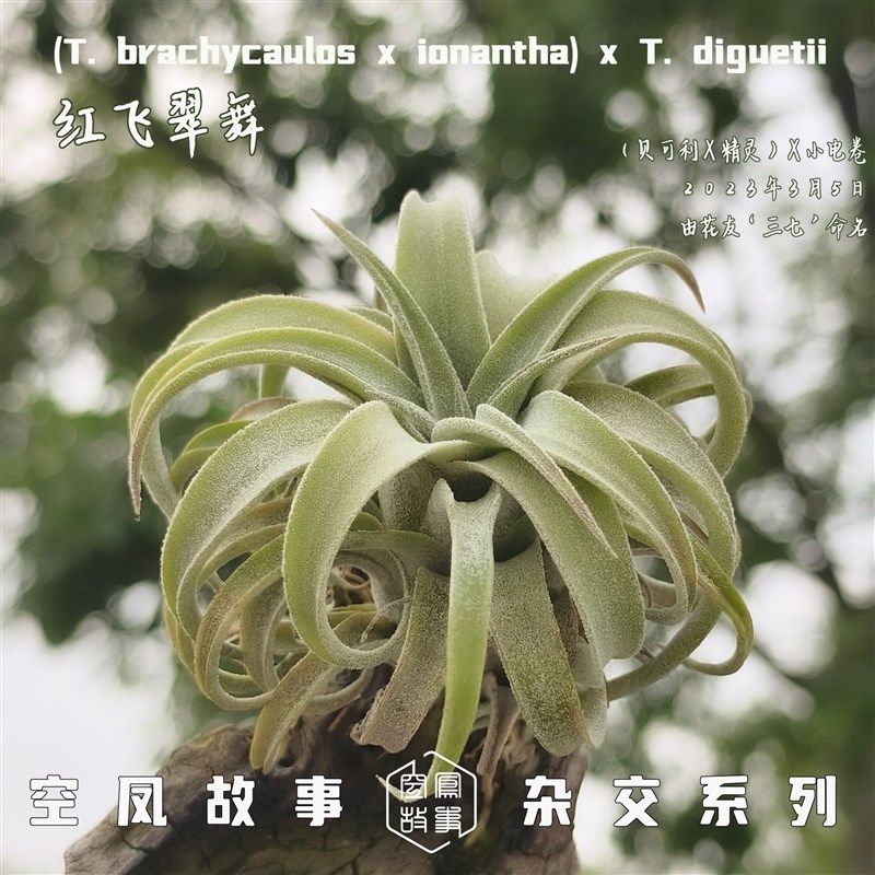 空气凤梨 红飞翠舞(贝可利  精灵)x 小电卷 空凤故事实生,鲜花速递/花卉仿真/绿植园艺,红掌/凤梨/温室花卉,淘宝优惠券,粉丝福利购,淘宝优惠卷