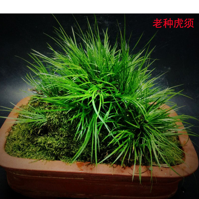 江西老种虎须菖蒲 龙根菖蒲 细叶菖蒲 山水盆景摆件 一物一拍