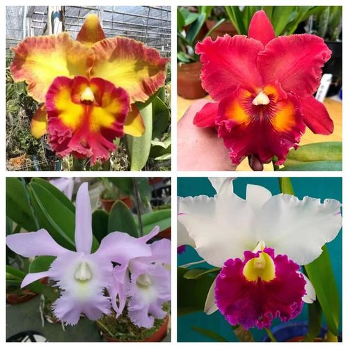 卡特兰原卡原盆连体带花苞室内办公室花卉盆栽绿植客厅卧室洋兰花