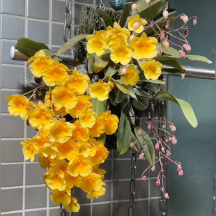 龟背石斛室内客厅寄生盆栽兰花铁皮石斛苗花卉观赏吊兰水培绿植物