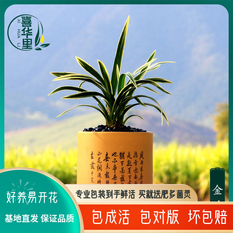 精品兰花苗金兰金边矮种掌中宝浓香好养室内茶桌(春节前后花期)