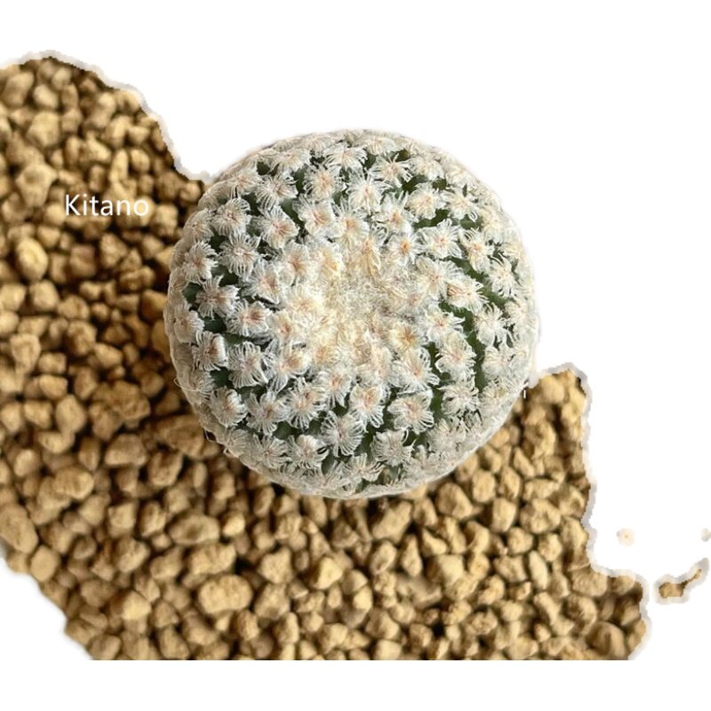 蔷薇丸仙人球 稀有贵货趴刺不扎手开花娇丽属实生粉花冷门