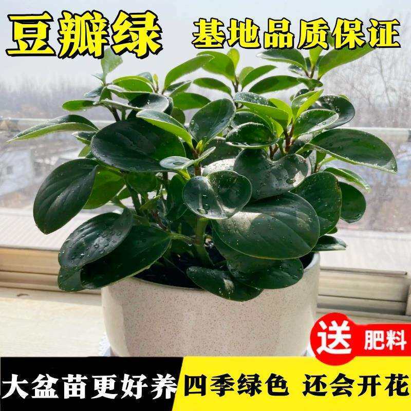 电脑宝贝植物盆栽办公室净化空气绿植碧玉盆栽观叶植物室内植物