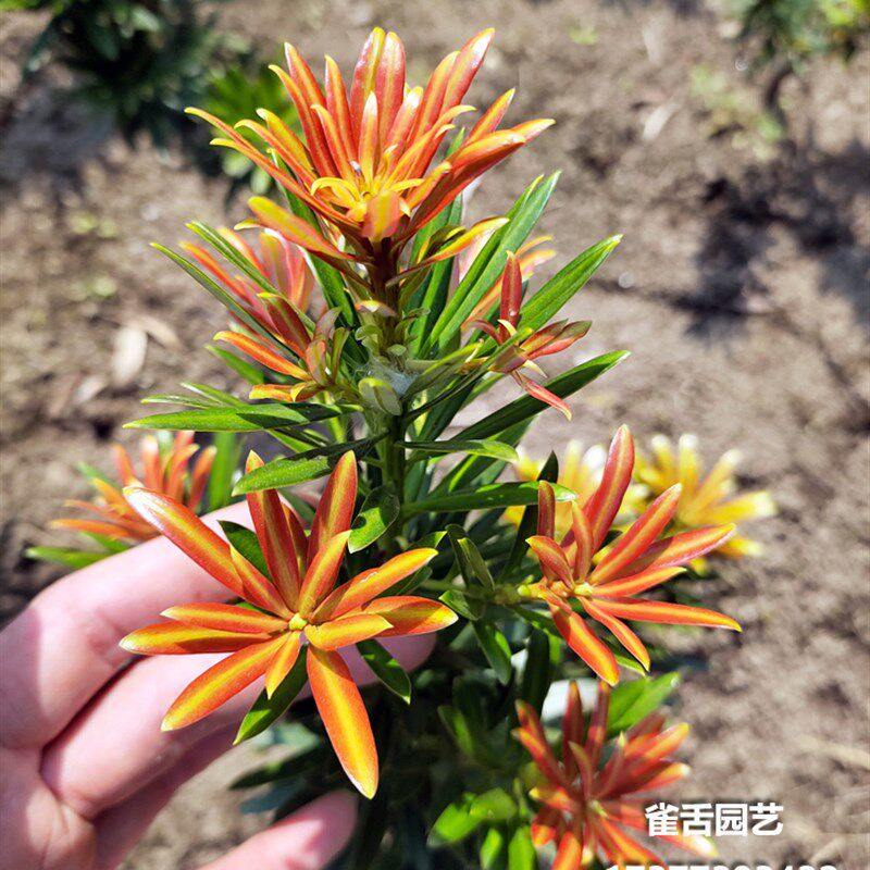松苗红罗汉松 红芽罗汉烈叶片鲜红绿色油亮 树焰绿植盆景造型树桩