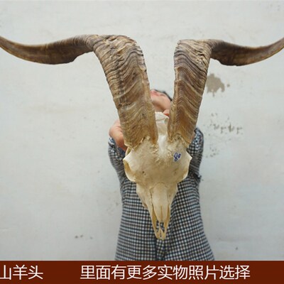 真山羊头 藏区真羊头骨 牦牛头骨工艺品 羊头装饰品 西藏羊头牛头